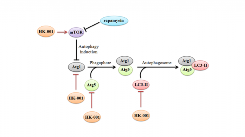 To Determine the Maximum Tolerated Dose (MTD) of HK-001 in Healthy Volunteers