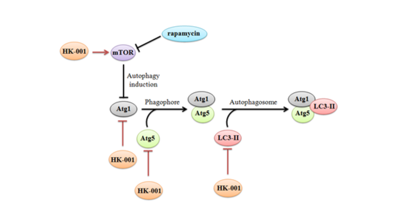 To Determine the Maximum Tolerated Dose (MTD) of HK-001 in Healthy Volunteers